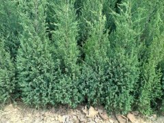 一張刺柏的市場報(bào)價(jià)表，保證讓你隨時(shí)掌握苗木