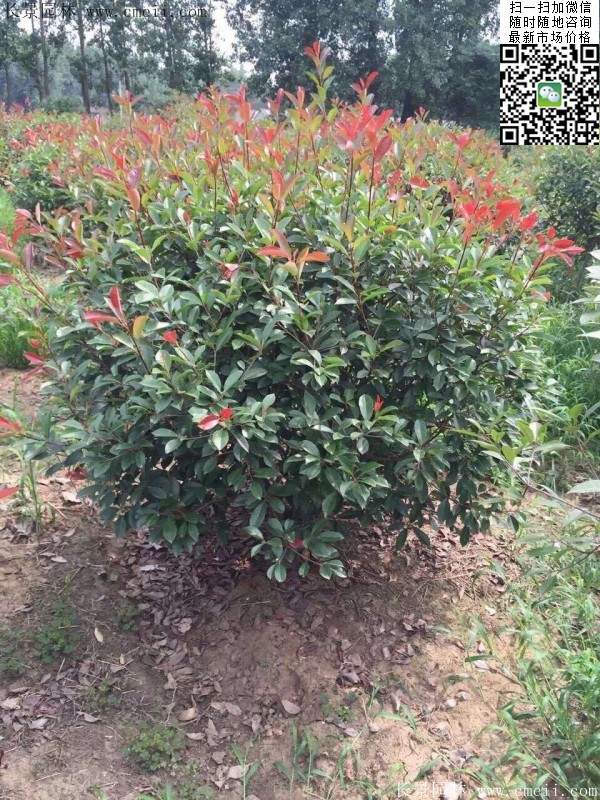 紅葉石楠--長(zhǎng)景園林 紅葉石楠--長(zhǎng)景園林