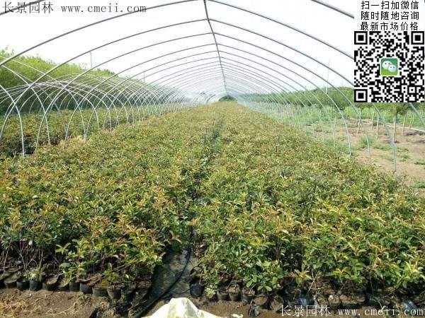 紅葉石楠--長(zhǎng)景園林 紅葉石楠--長(zhǎng)景園林