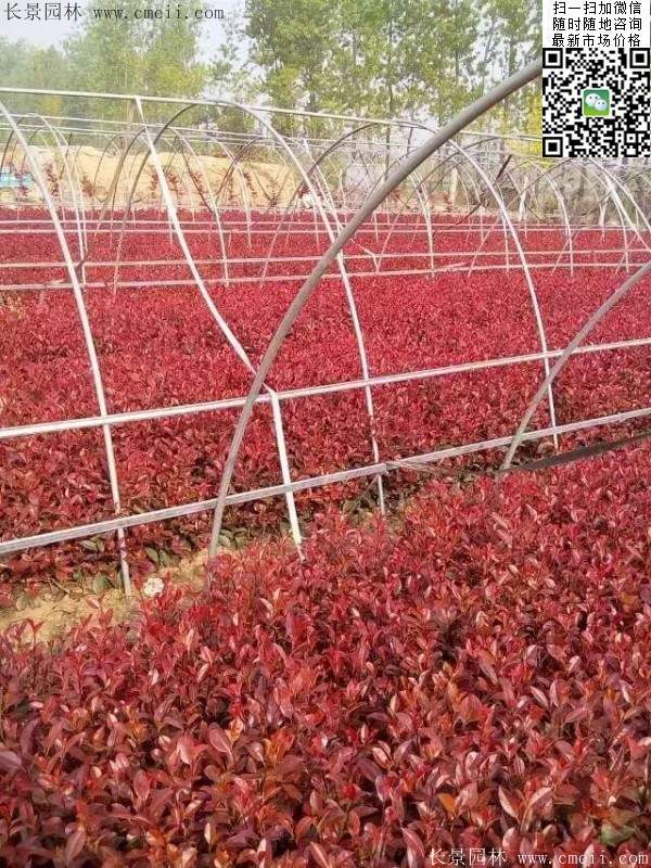 紅葉石楠--長(zhǎng)景園林 紅葉石楠--長(zhǎng)景園林