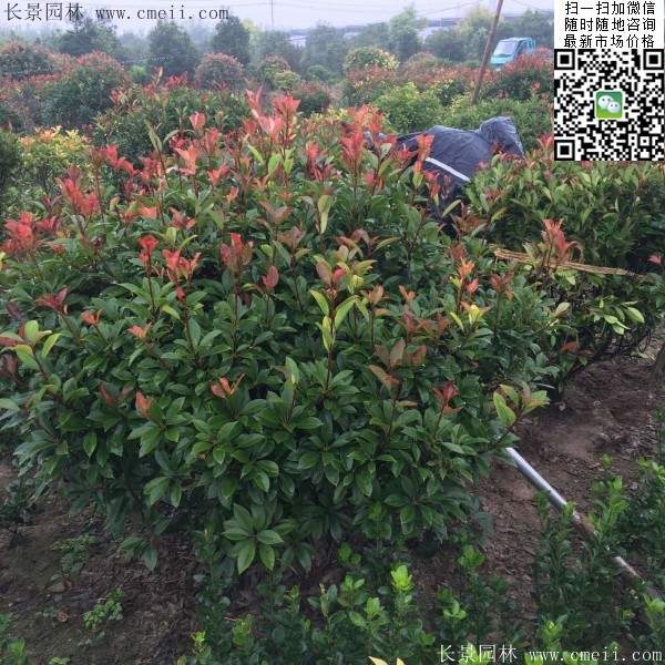 紅葉石楠--長(zhǎng)景園林 紅葉石楠--長(zhǎng)景園林