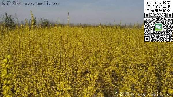 連翹--長景園林 連翹--長景園林