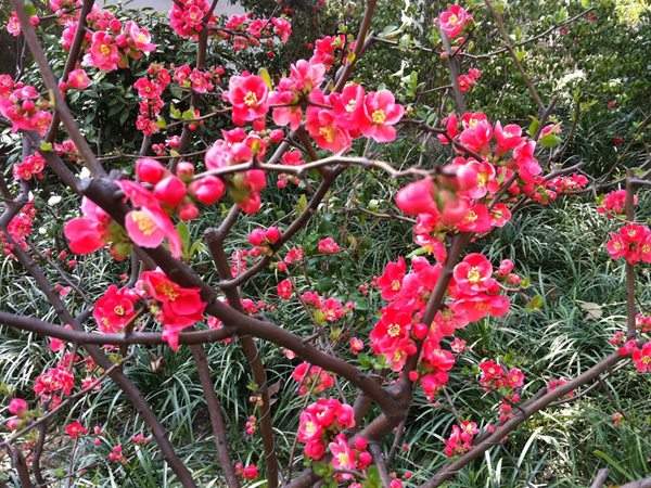 想要貼梗海棠花開得好,修剪養護很重要