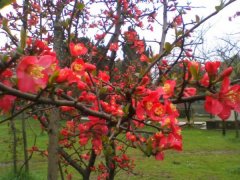 2016年下半年貼梗海棠的價格走勢怎么樣，現在價