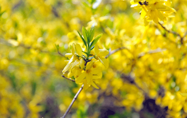連翹--長景園林 連翹--長景園林