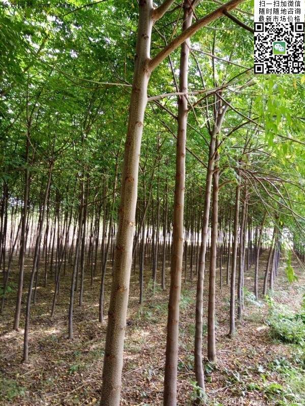 苦楝苗，苦楝樹(shù)