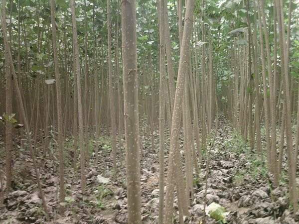 楊樹苗多少錢一棵？