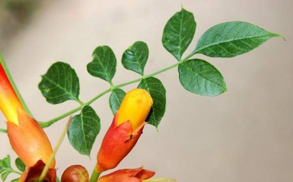 美國凌霄花的葉片