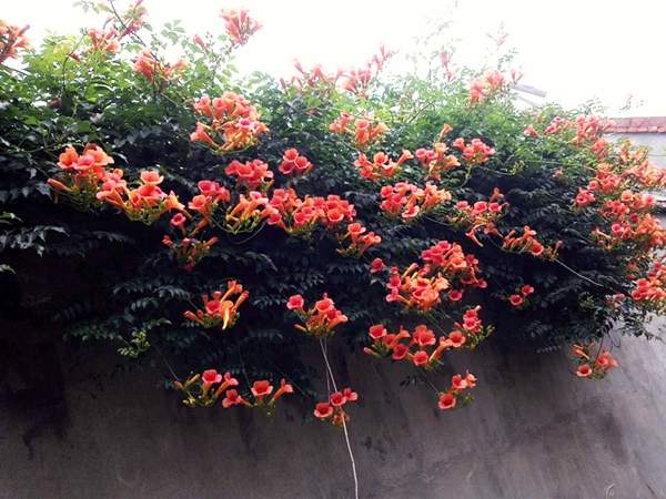 爬墻出來的凌霄花