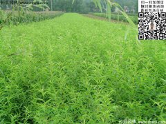 2016下半年最新桃樹(shù)多少錢一棵？