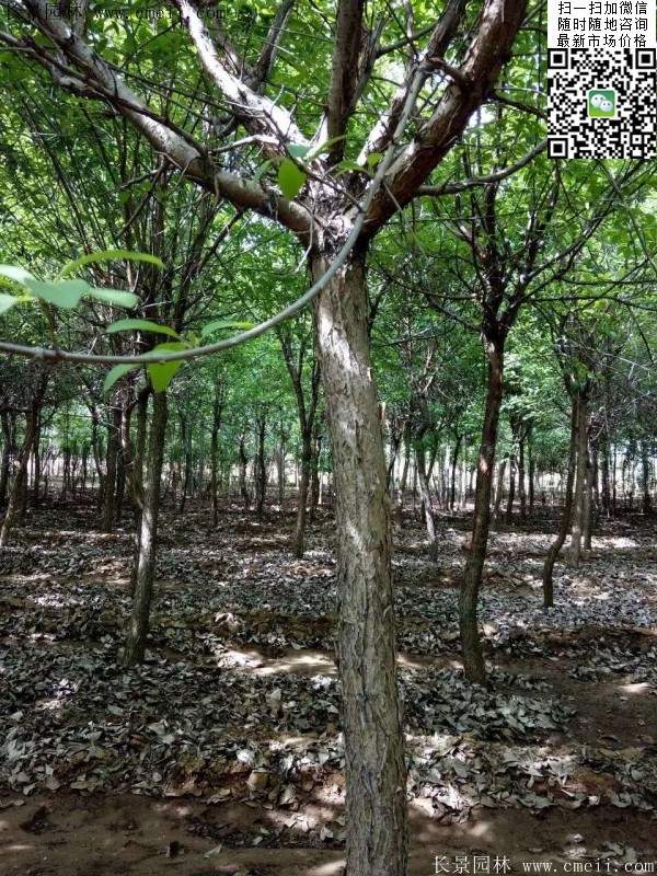 流蘇樹照片