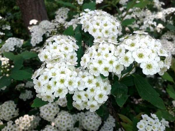 繡球繡線(xiàn)菊