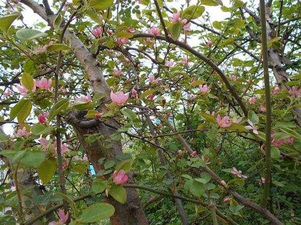 低價木瓜樹 低價木瓜樹