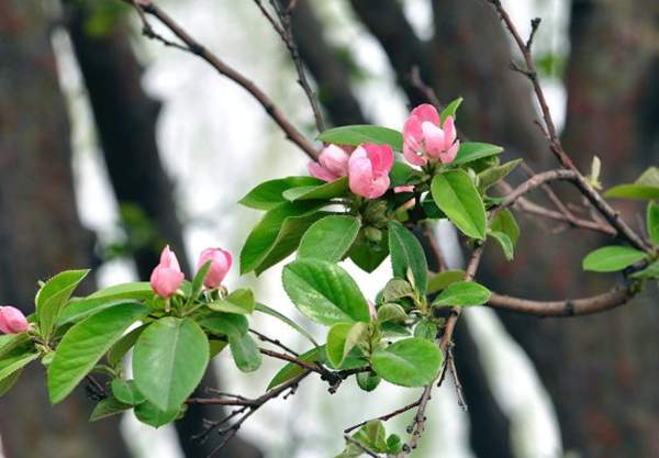 木瓜樹(shù)的價(jià)值 木瓜樹(shù)的價(jià)值