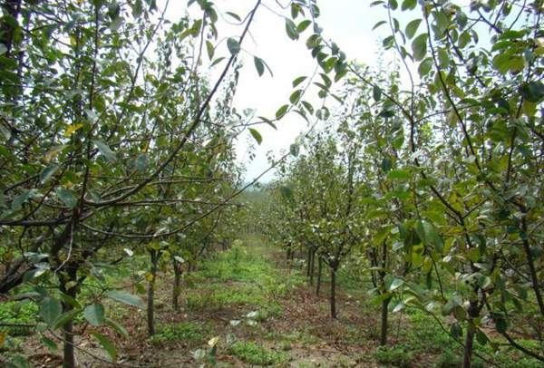 木瓜樹(shù)的價(jià)值 木瓜樹(shù)的價(jià)值