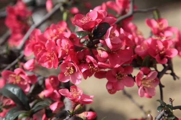 沭陽的木瓜樹 沭陽的木瓜樹