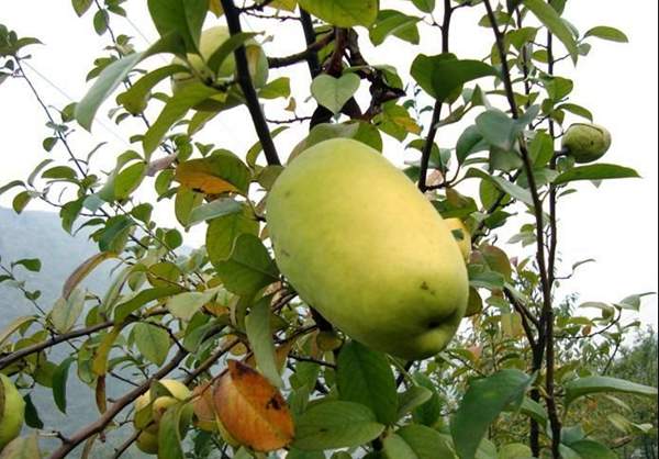 木瓜樹(shù) 木瓜樹(shù)