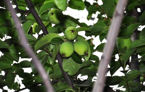 木瓜樹品種 木瓜樹品種