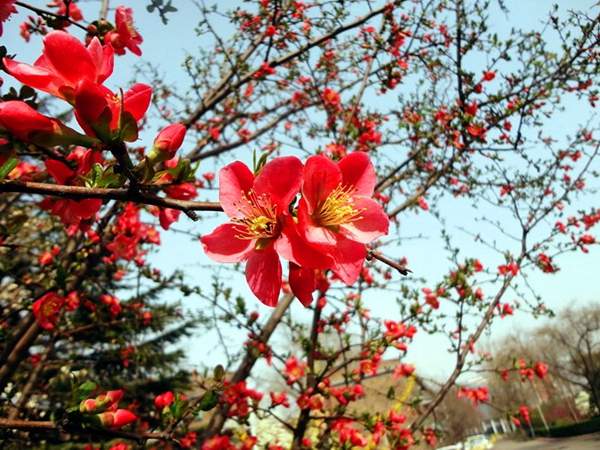 木瓜綠化 木瓜綠化