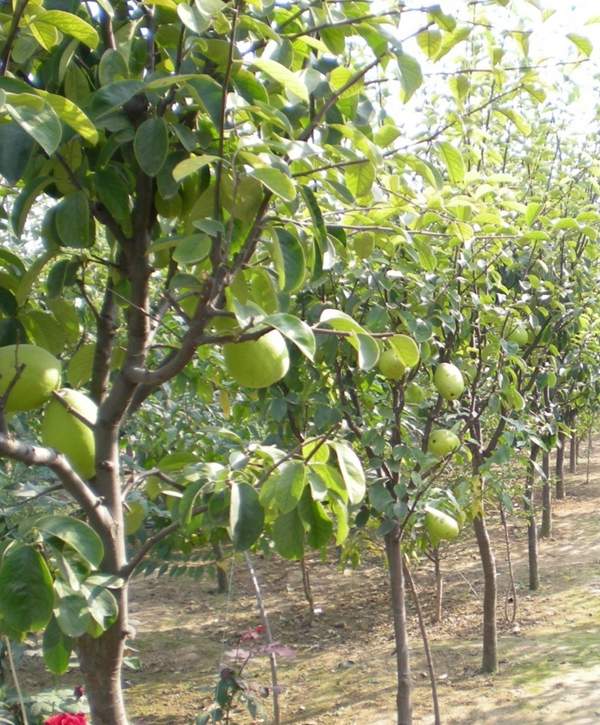 沭陽(yáng)木瓜基地