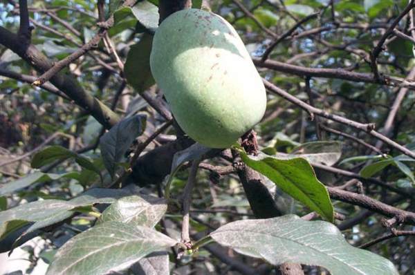 沭陽(yáng)木瓜基地