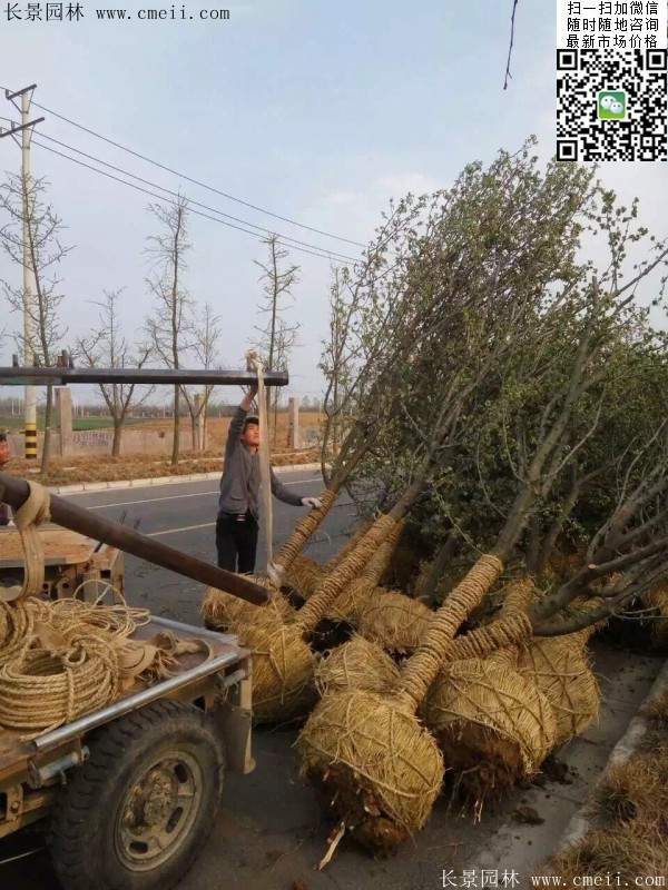 木瓜大樹 木瓜大樹