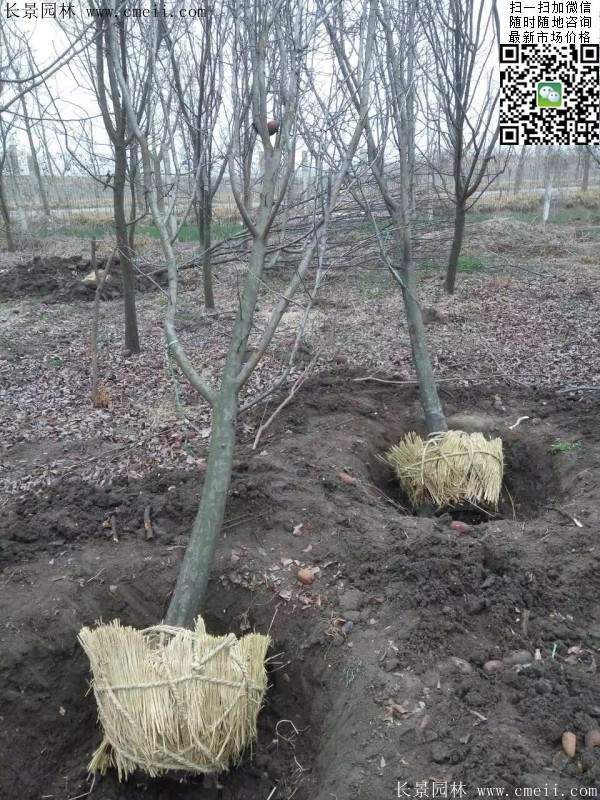 木瓜大樹 木瓜大樹