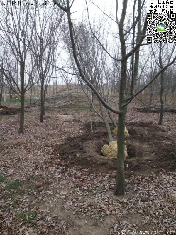 木瓜大樹 木瓜大樹