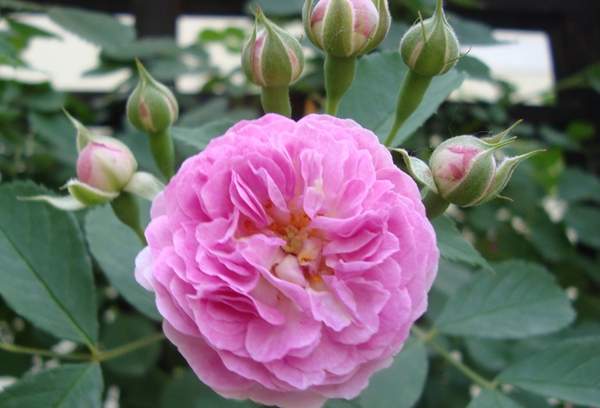 薔薇商家 薔薇商家