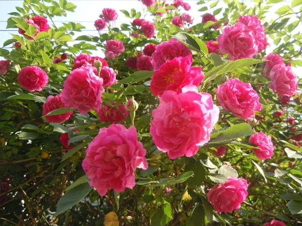 多頭薔薇 多頭薔薇