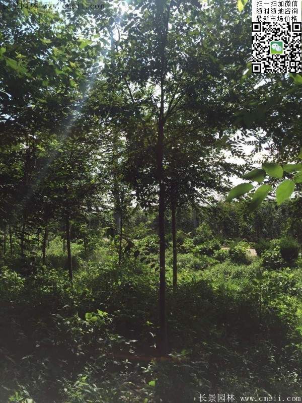 櫸樹哪里便宜？麻煩推薦一家大型，有誠信的單位！