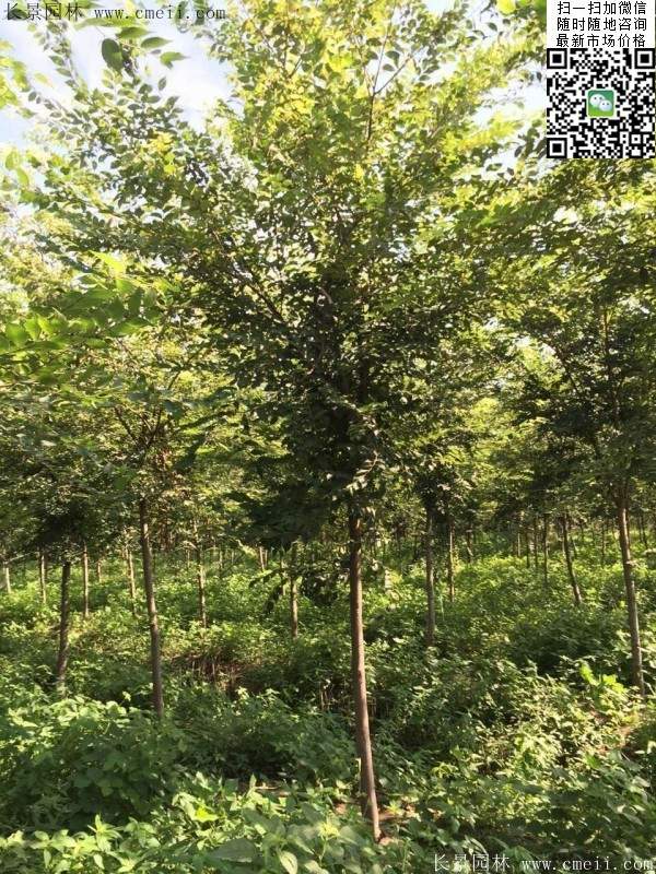 櫸樹哪里便宜？麻煩推薦一家大型，有誠信的單位！