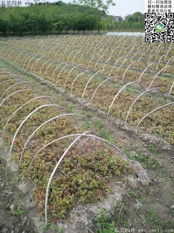 青楓樹(shù)價(jià)格