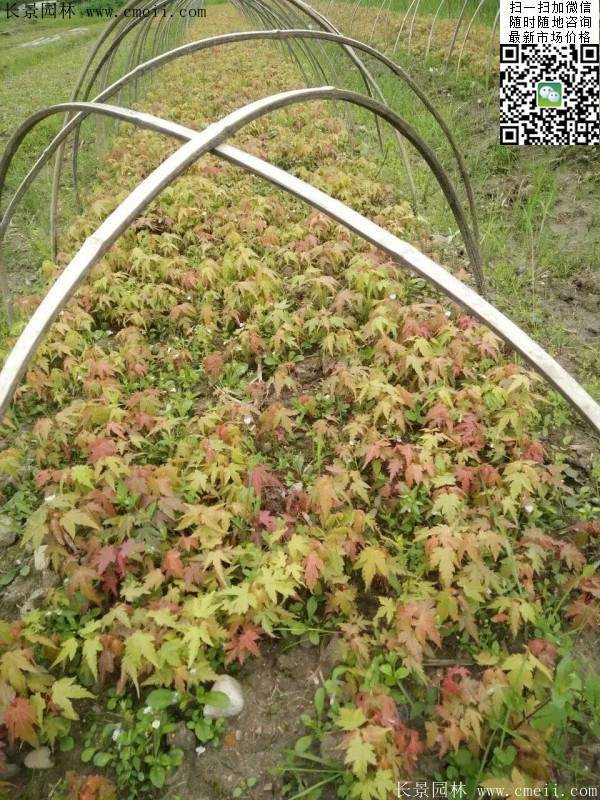 青楓樹(shù)價(jià)格