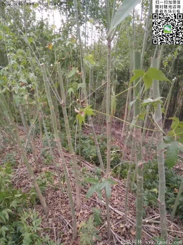 青楓樹(shù)價(jià)格