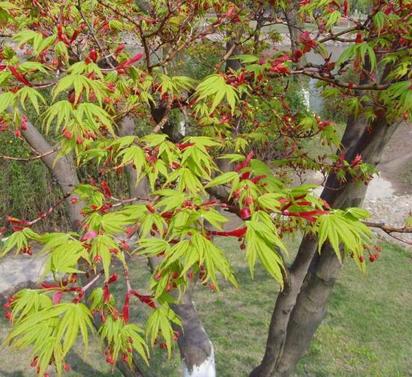 青楓樹珍貴 青楓樹珍貴