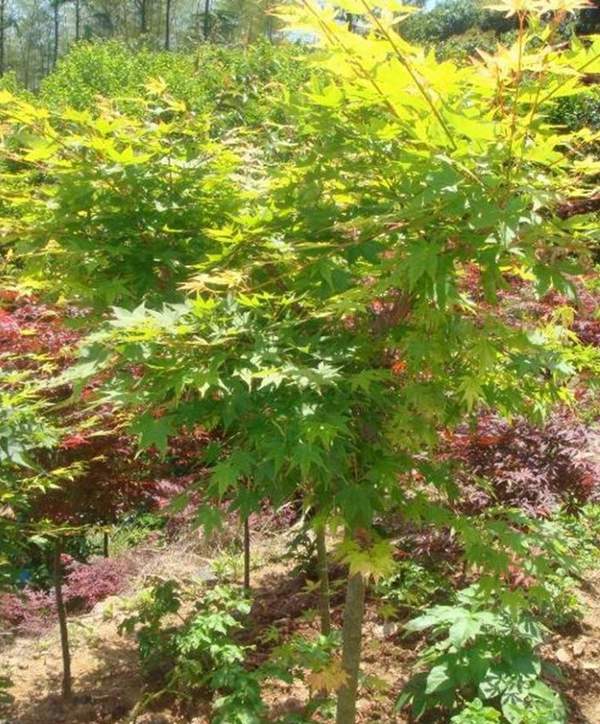 青楓樹珍貴 青楓樹珍貴