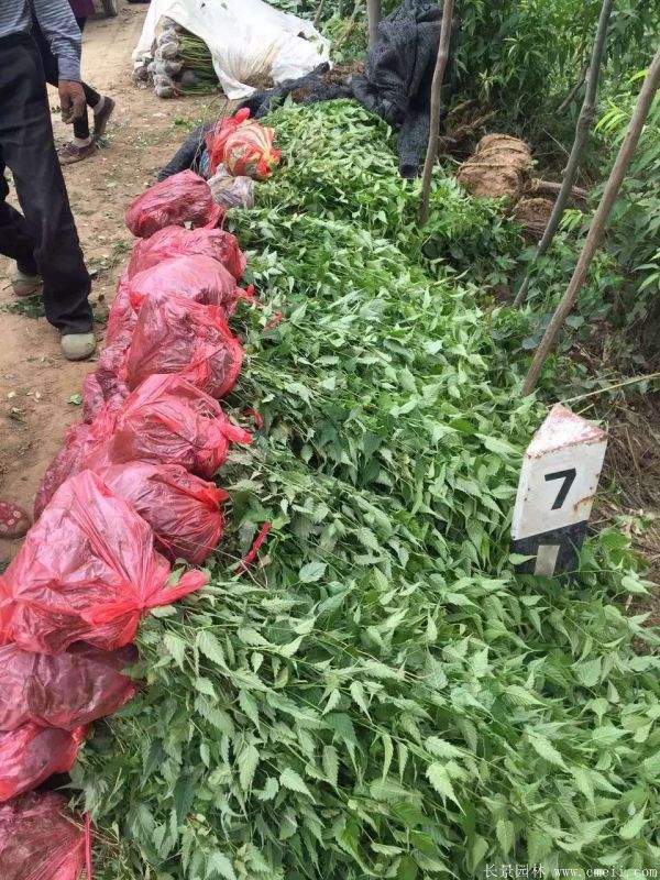 沭陽棣棠價格