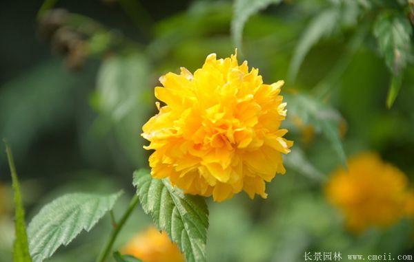 重瓣棣棠花