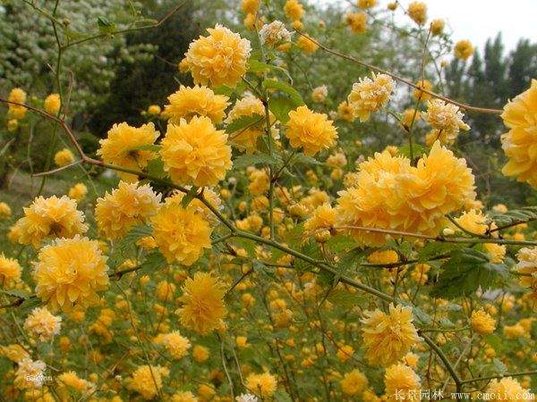 重瓣棣棠花