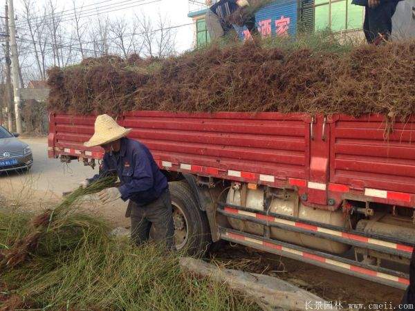 棣棠花多少錢