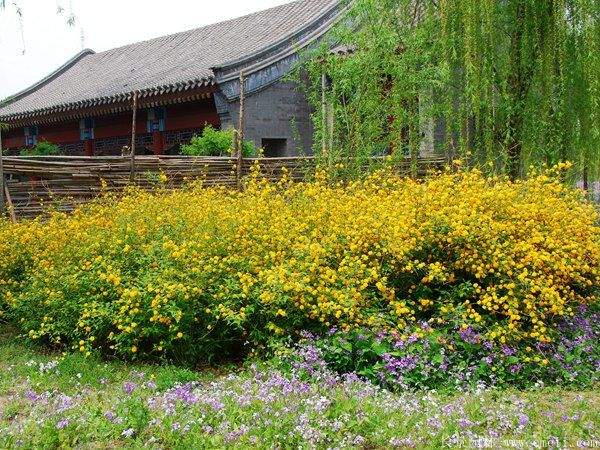 沭陽棣棠花