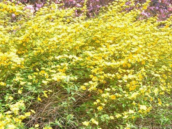 沭陽棣棠花