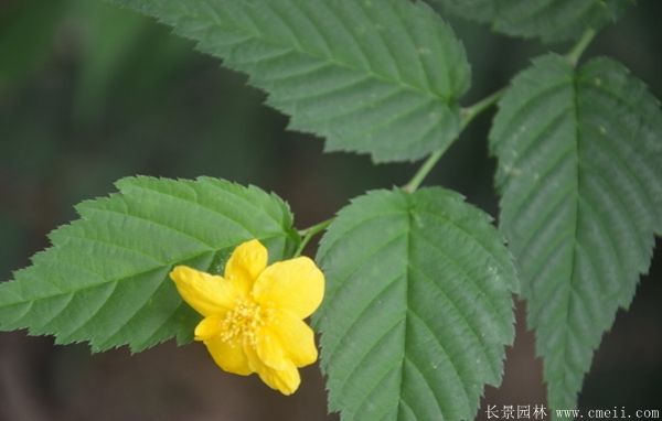 2016沭陽的棣棠價格