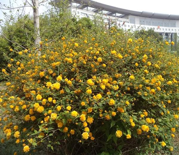 沭陽棣棠花
