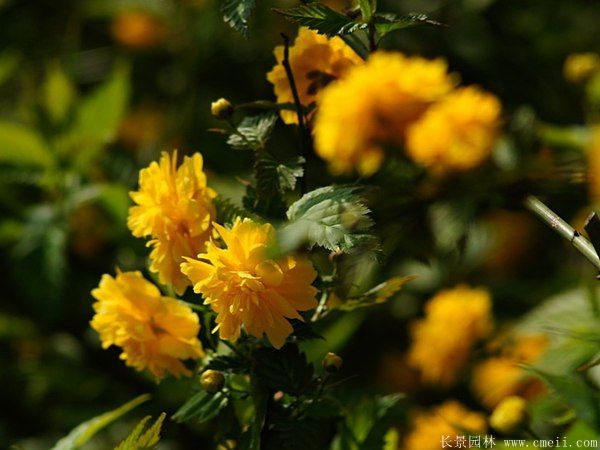 沭陽棣棠花