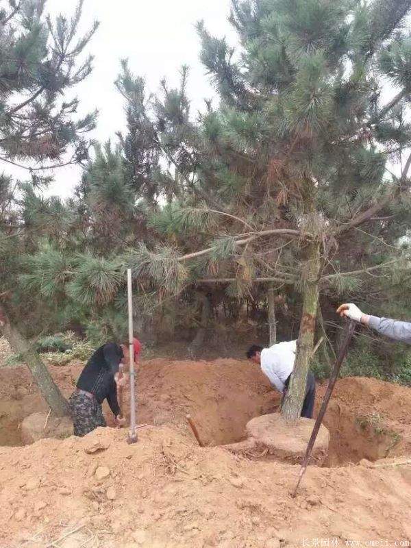 沭陽的黑松樹 沭陽的黑松樹