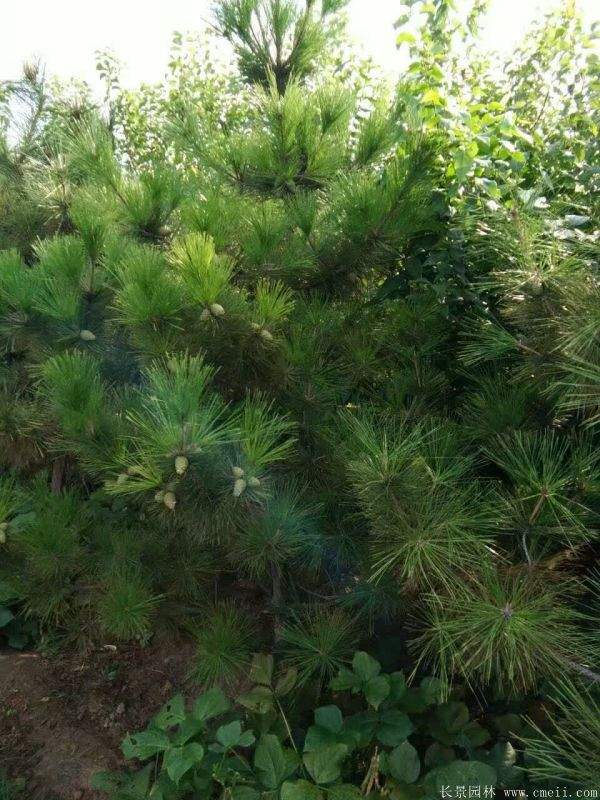 沭陽黑松基地 沭陽黑松基地