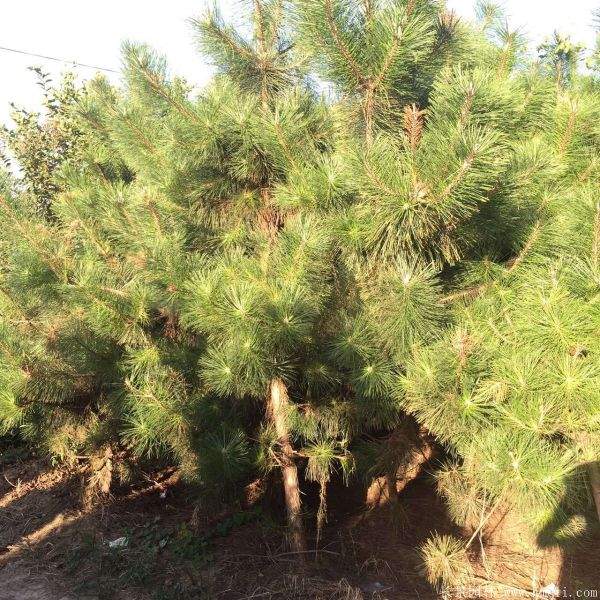 2016沭陽黑松樹的規格