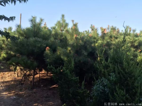 沭陽2-8公分直徑的黑松樹 沭陽2-8公分直徑的黑松樹